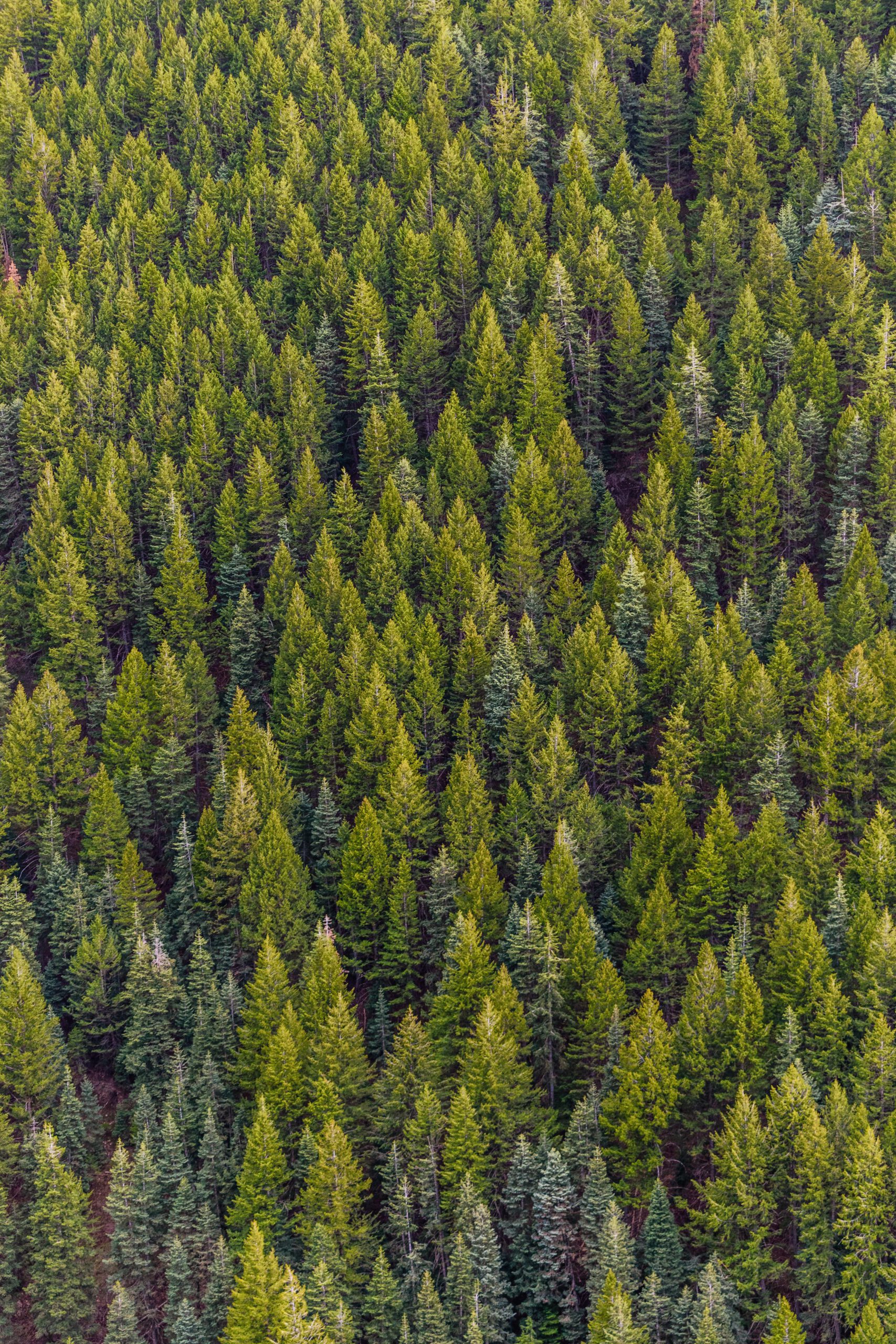 Photo by Matthew Montrone: https://www.pexels.com/photo/green-pine-trees-1179229/